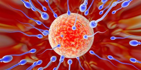 Spermatozoides_ovule Spermatozoides - fécondation ovule